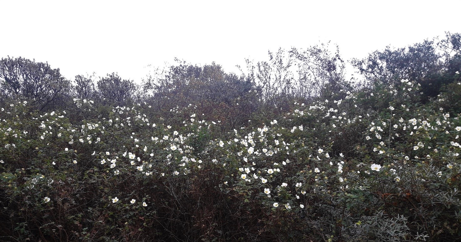 Rosa spinosissima, Terndrup