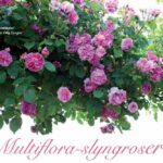 Multiflora-slyngroser