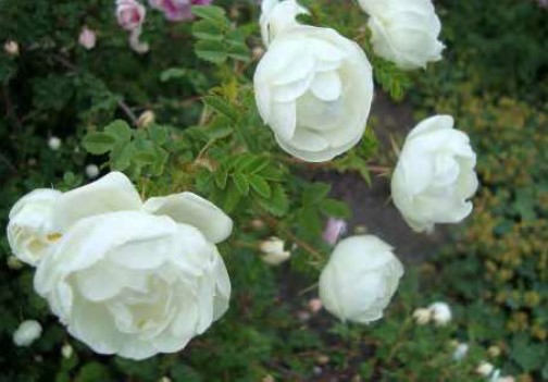 ’Double White’ Foto: Knud Pedersen