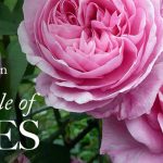A Fairytale of Roses