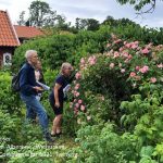 Identifikation af roser i Kristianopel