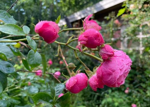 Årets Rose i Danmark 2023'Pomponella' Foto: Peter Jordt