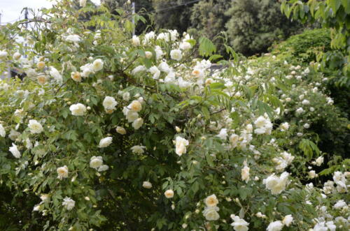 Parc de Maupassant