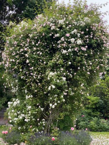 Tre klatreroser gror sammen og ind I hinanden over stammerne af en gammel valnød.  De afløser hinanden I overdådig blomstring. Først  'Arvensis Splendens' , så 'Felicité et Perpetue'  og sidst  den remonterende 'Guirlande d'Amour.'