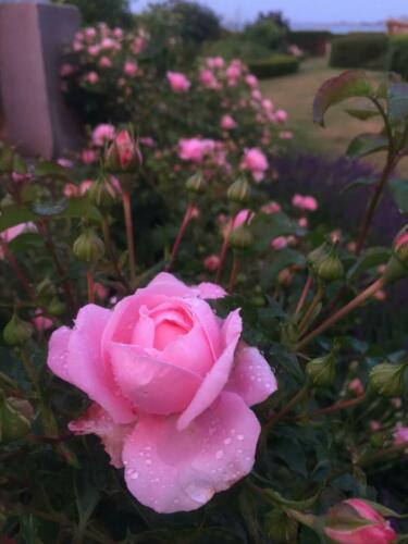 'Our last Summer' Plant’n’RelaxFoto: Rosa Eskelund